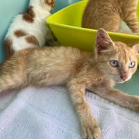 QUFU, chatte à adopter