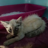 QATAR, chatte à adopter
