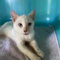VERIA, chatte à adopter