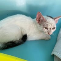 VIENNE, chatte à adopter