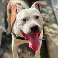 JENNA, chienne à adopter