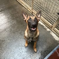 Mia, chienne à adopter