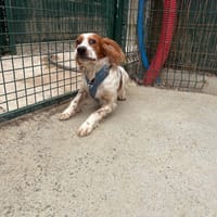 Kassio, chien à adopter