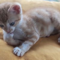 EDEN, chat à adopter