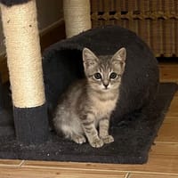 BAYAE, chat à adopter