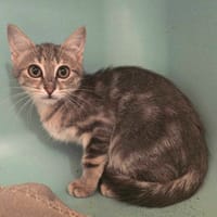 TIPEX, chat à adopter