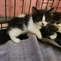 VERACRUZ, chatte à adopter