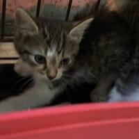 VALENCE, chatte à adopter