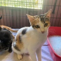 OTAWA, chatte à adopter