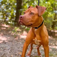 BOUDREAUX, chien à adopter