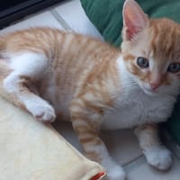 MANI, chat à adopter