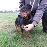 KENCHIK, chien à adopter