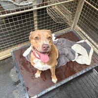 Butterfly, chienne à adopter