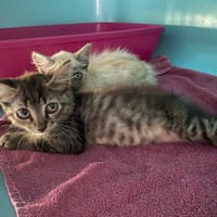 QUITO, chatte à adopter