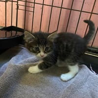 VARSOVIE, chatte à adopter