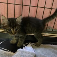 VENISE, chatte à adopter