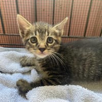 OKINAWA, chatte à adopter