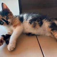 NAIA, chatte à adopter