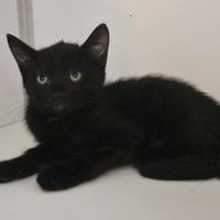 ANASTASIA, chatte à adopter
