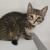 FRISETTE, chatte à adopter