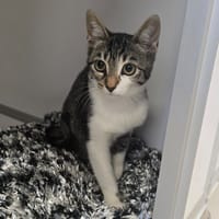 BART, chat à adopter