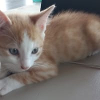 RIO, chat à adopter