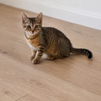 Vayko, chat à adopter