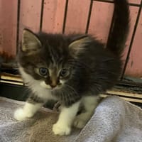 VERONE, chatte à adopter