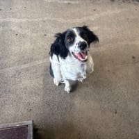 Jake, chien à adopter