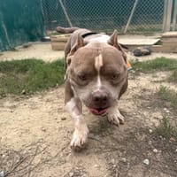 RAK'ENNEL, chien à adopter