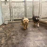 Zoryo, chien à adopter