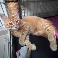 GOPPI, chat à adopter
