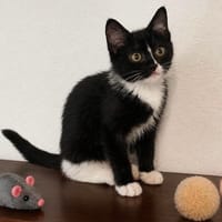 Maëlla, chatte à adopter