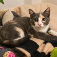 Zélinda, chatte à adopter