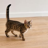Ary, chat à adopter