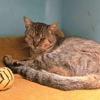 EROS, chat à adopter