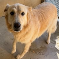 Rocky, chien à adopter