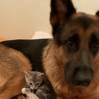 ORION, chien à adopter