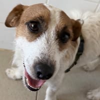 Ulysse, chien à adopter