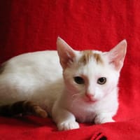 LATTE HAB17752, chat à adopter