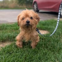 Leo, chien à adopter