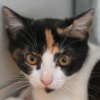 PIROUETTE, chatte à adopter