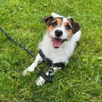 SPOT OAA20023, chien à adopter