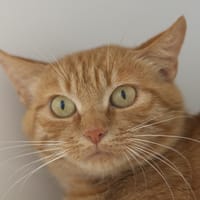 Léoparde, chatte à adopter