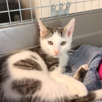 Ninou [Chaton], chat à adopter