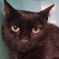HERMINE, chatte à adopter