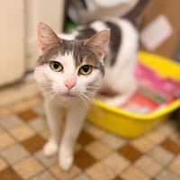 Priska, chatte à adopter