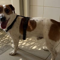 Uko, chien à adopter