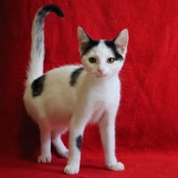 LOUVA HAB17754, chatte à adopter
