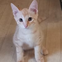 BIDOU, chat à adopter